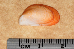 Septifer bilocularis
