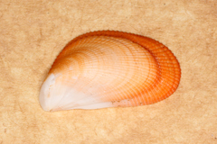 Septifer bilocularis