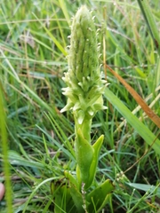 Skeptrostachys paraguayensis