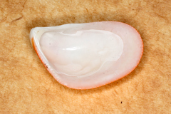Septifer bilocularis