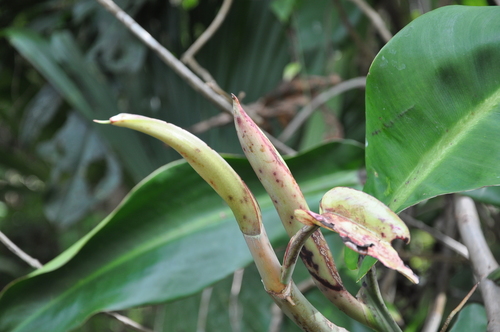 Philodendron correae image