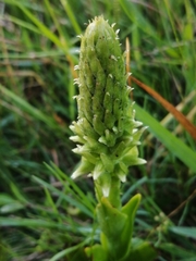 Skeptrostachys paraguayensis