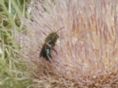 Osmia chalybea