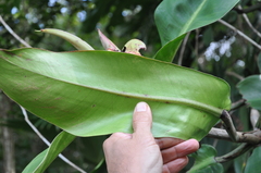 Philodendron correae