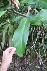 Philodendron correae