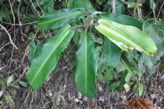 Philodendron correae