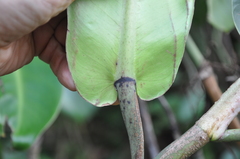 Philodendron correae