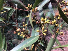 Eucalyptus propinqua