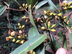 Eucalyptus propinqua