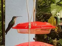 Campylopterus falcatus