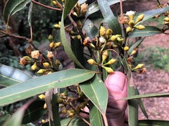 Eucalyptus propinqua