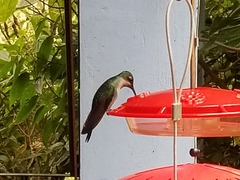 Campylopterus falcatus