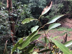 Eucalyptus propinqua
