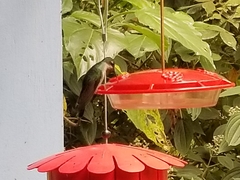 Campylopterus falcatus