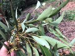 Eucalyptus propinqua
