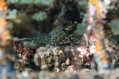 Rhynchocinetes serratus