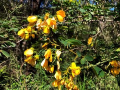 Senna surattensis