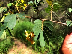 Senna surattensis