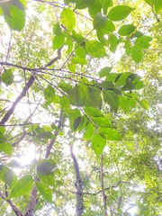 Ilex hayataiana