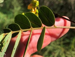 Senna surattensis