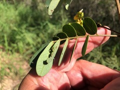 Senna surattensis