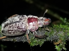 Sphaenognathus feisthamelii