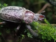 Sphaenognathus feisthamelii