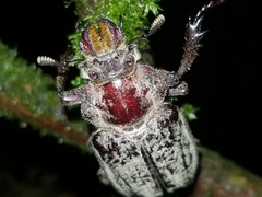 Sphaenognathus feisthamelii