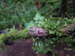 Sphaenognathus feisthamelii