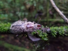 Sphaenognathus feisthamelii