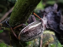 Sphaenognathus feisthamelii