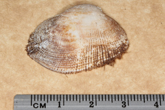 Barbatia