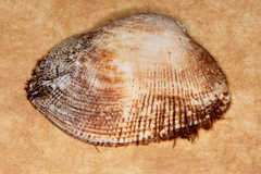 Barbatia