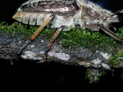 Sphaenognathus feisthamelii