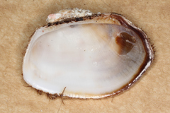 Barbatia