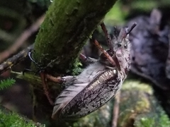 Sphaenognathus feisthamelii