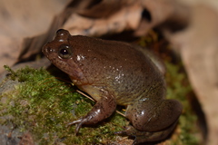 Occidozyga laevis