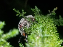 Sphaenognathus feisthamelii