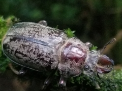 Sphaenognathus feisthamelii