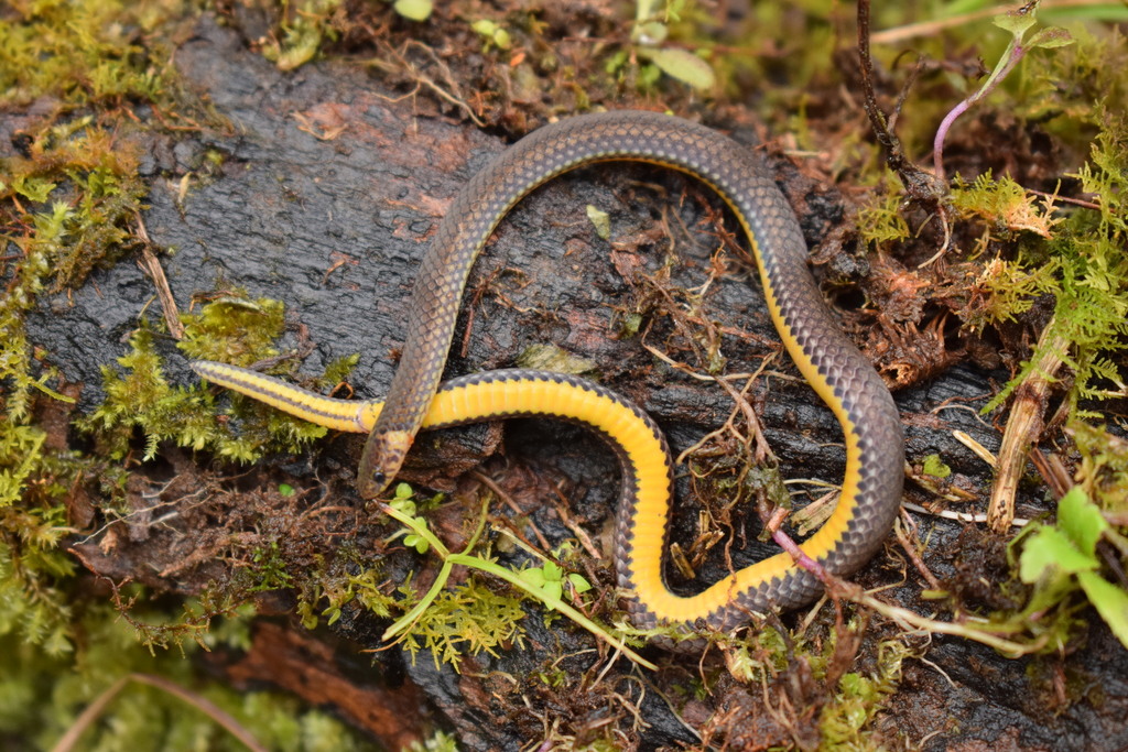 Gervais' Reed Snake