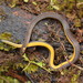 Gervais' Worm Snake - Photo (c) Mara Tagoon, some rights reserved (CC BY-NC), uploaded by Mara Tagoon