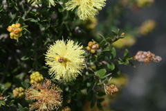 Melaleuca thymoides