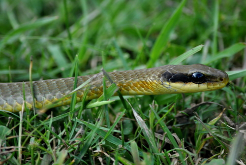 Photo of a Central Sipo (maculoventris) (Chironius maculoventris)
