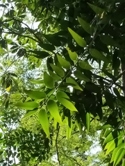 Agathis dammara