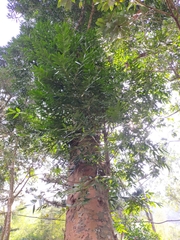 Agathis dammara