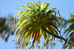Dracophyllum elegantissimum