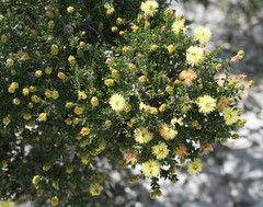 Melaleuca thymoides