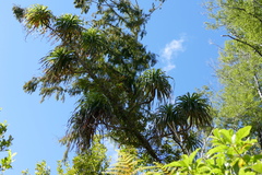 Dracophyllum elegantissimum