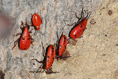 Probergrothius angolensis