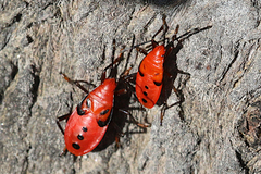 Probergrothius angolensis